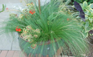 A very fine textured plant that makes a great addition to containers and flower beds. Flower heads appear in June and foliage can reach to 2’ tall. Full sun, well drained soils. Typically listed as a zone 7 plant, it has overwintered in Sussex County NJ! spreading clump of very thin, hairlike green grass