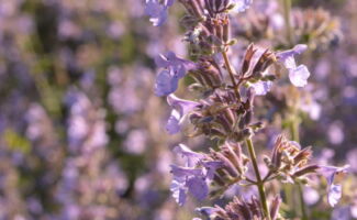 The 2007 Perennial Plant of the Year, Walkers Low grows to 15” tall, and provides blue flowers from early summer to early autumn. The light gray foliage is aromatic and deer resistant. lavender-blue flower spikes