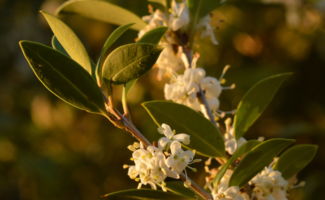 <i>Osmanthus heterophyllus</i> ‘Gulftide’ (Holly Tea Olive) branches with small white flowers