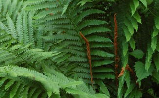<b>Native!</b> Although this fern takes its name from the rusty wool that is very abundant on the new fronds in spring, it also has tall fertile leaves in the center of the plant that are covered with cinnamon colored sporangia and provide great ornamental interest. A native plant, growing best in moist soils or standing water with a mature height 3–4’. rich green fern foliage with thin, stiff, cinnamon-brown fronds