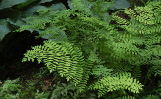 <b>Native!</b> Very neat coarsely divided foliage on large, erect fronds. Plants mature to a height 3–5’ and grow best in moist shade. delicate bright green fern foliage