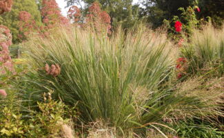 <b>Native!</b> Similar to the above, but the foliage has a more upright, arrow-like habit! Great for average to dry, soils in full sun. Even does well when grown in infertile soils! spreading clump of tall grass with tall, airy, pinkish inflorescences