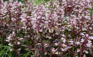 A very drought tolerant and long lived perennial, it has deep wine-red foliage, and pinkish white flowers on tall stems. It looks its best when grown in full sun and well-drained soils. tall stems with deep purple leaves and tubular pink flowers