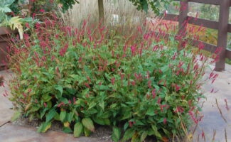 Deep red spikes of flowers 3-5” long are produced from July to September. Growing to 4’, it can be grown in sun or shade, although the broad textured foliage and red flowers look the best in some shade. Moist site tolerant.<br/><br/>Featured at the Otken Memorial Garden at Rutgers Gardens. cluster of pointed leaves with tall, thin dark pink flower spikes