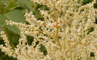Growing to 6’ tall and wide, this non-invasive plant will produce large white flowers in June and July. Looks like a large Goats Beard. Not fussy as to soil type (does not do well in overly wet soils), in sun or light shade. This was one of the famed garden designer Wolfgang Oehme's favorite plants to use in the Garden for its impressive scale and ability to provide attractive flowers with little maintenance! <br/><br/>Featured at the Otken Memorial Garden at Rutgers Gardens. panicled raceme of very small white flowers