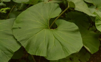 A great plant for moist to wet woodlands, were the dinner plate sized foliage provides a wonderful textural impact in the Garden. In early spring, the curious mounds of short flowers appear before the leaves and add an otherworldly touch. Several years back I was at an event and everyone wanted to know the identity of this wondrous course plant. It does spread and will need to be periodically kept in bounds with a spring removal of the runners. large round green leaves