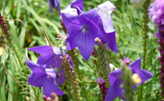 Many gardeners are searching for a dwarf and tidy plant which does not flop and blooms for most of the summer. Sounds impossible but here it is!! Growing to only 12”, it produces a carpet of blue flowers and blooms from June into September! Full sun, well drained soils are ideal. blue-purple star-shaped flowers