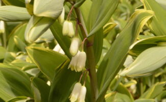 For the woodland garden, the foliage of this plant has been described as butterflies unfolding their wings in spring! The leaves have a slender white margin, and dangling white bell shaped flowers beneath the foliage. In autumn, the foliage turns to a deep, robust yellow. <br/><br/>Featured in the Art Rudolph Memorial Sun and Shade Garden at Rutgers Gardens. stem of yellow-tipped green leaves with dangling white flowers