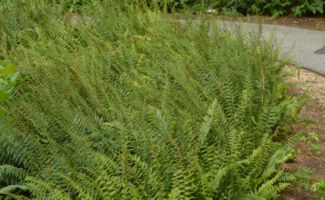 A fern that is native to moist to dry forests throughout New Jersey, Christmas Fern forms an attractive clump with evergreen fronds reaching 12-16” tall. If planted 12-16” apart, it can also provide a very nice and unusual groundcover for those difficult dry and shady locations! planting of green fern foliage