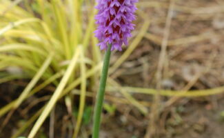 This species looks totally different from any other primrose available, bearing upright stems with a rocket-shaped spike of flowers in a shocking combination of mauve-pink and scarlet red, appearing in summer. Plants require a rich, moist soil that will not dry out in the summer. Tolerates full sun in cool summer regions. A long lived plant, it is a good choice for the waterside and excellent in shady parts of the moist rock garden stalk of red and lavender flowers