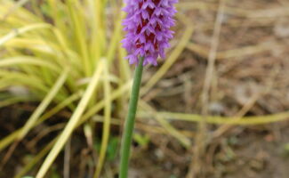 <i>Primula vialii</i> (Primrose) stalk of red and lavender flowers