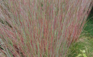 This native grass is renowned for its blue foliage during the late spring and summer, followed by a spectrum of autumn colors ranging from reds to robust oranges. The challenge has always been to find soil that is sufficiently lacking in fertility to grow this plant so it will not fall down! Standing ovation is the perfect answer, with foliage that retains all the seasonal colors, but does not collapse in soils with average to higher fertilities. Best grown in full sun in well-drained soils. clump of tall, red and green ornamental grass