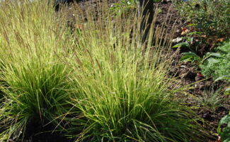 A low mounding ornamental grass that provides attractive chartreuse foliage from late April through October. Plants look ideal when combined with blue flowered or foliaged plants. Best grown in full sun in soils that drain well. Spike-like silvery flowers rise above the leaves in August and mature into soft tan seed heads by autumn. Zone 5 hardy. clumps of green ornamental grass