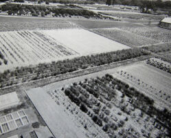 Bird’s eye view of orchards, display and vegetable gardens black and white aerial view of a farm