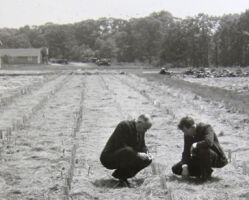 Vegetable and fruit research near the current site of the Holly Collection black and white photo of two men examining vegetable research