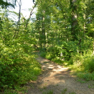 Around 60 acres, <a href="/natural-areas/helyar-woods/">Helyar Woods</a> is named for a professor and longtime proponent of woodlands and hiking, Frank G. Helyar, who was also director of various programs at the College of Agriculture from 1917 to 1953. Helyar Woods is composed mostly of old-growth beech, birch, maple and oak trees. The woodland includes several springs, a stream, and an old quarry near Westons Mill Pond.<br/><br/><a href="/natural-areas/helyar-woods/">Helyar Woods</a> path leading into green woods