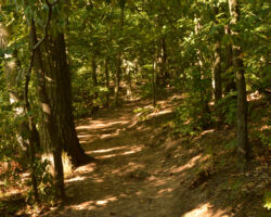 Around 60 acres, <a href="/natural-areas/helyar-woods/">Helyar Woods</a> was named for a professor and longtime proponent of woodlands and hiking, Frank G. Helyar, who was also director of various programs at the College of Agriculture from 1917 to 1953. Helyar Woods is composed mostly of old-growth beech, birch, maple, and oak trees. The woodland includes several springs, a stream, and an old quarry near Westons Mill Pond. path through trees