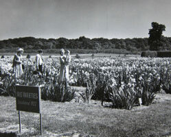 Iris Field Day October 22, 1939 black and white photo of people in an iris garden