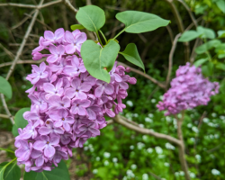 Memorial Tributes & Gifts